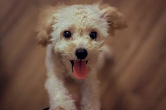 5 Common Pet Care Mistakes (And How to Avoid Them!)