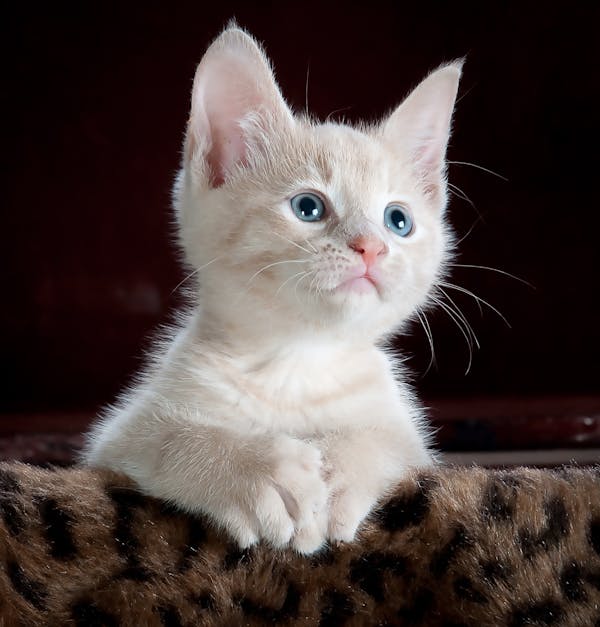 The Ultimate New Pet Checklist – Everything You Need! 🐾