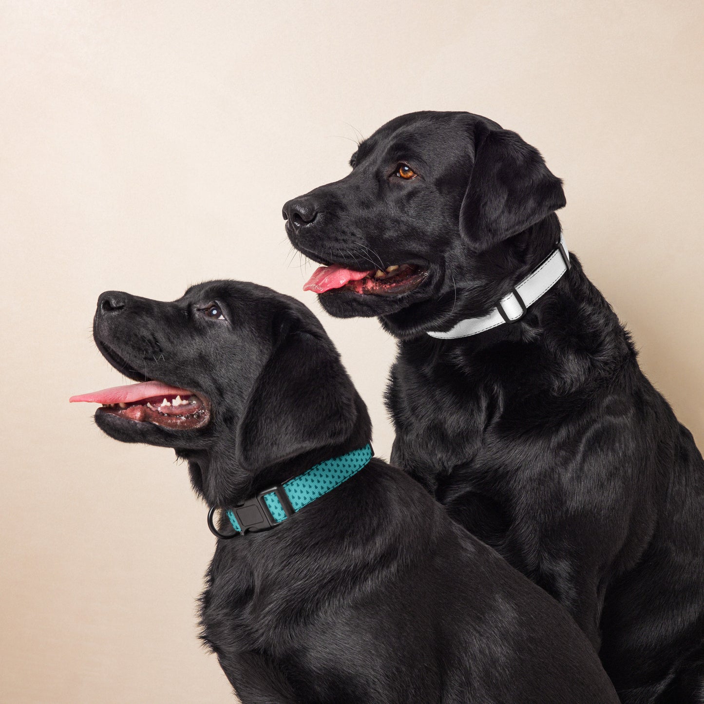 Christmas Tree Collar